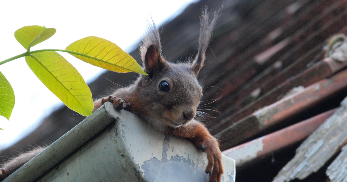 squirrel inside house gutter
