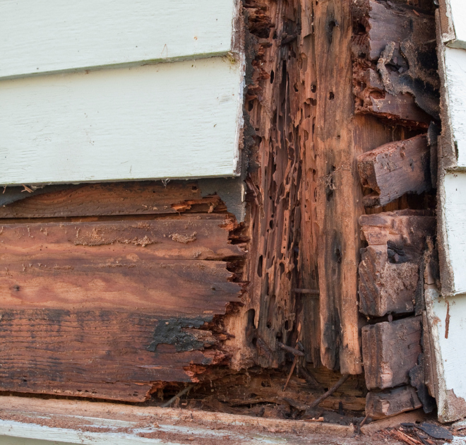 corner of painted wood siding soaked and rotting
