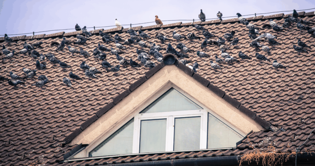 dozens of birds sat on a shingle roof