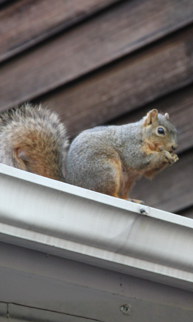 Martini Roofing