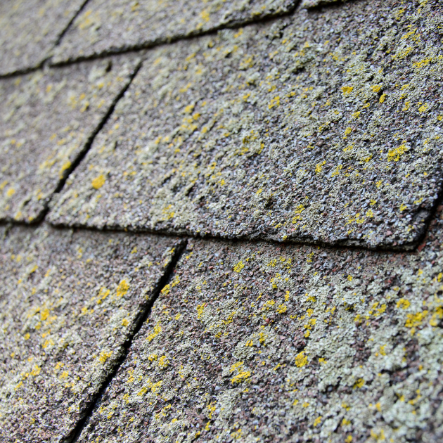 moss on asphalt shingle roof